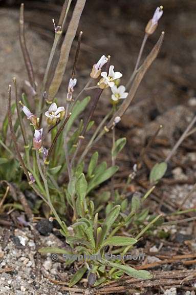 boechera lyallii 5 graphic